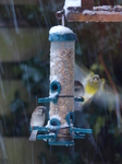 FZ011022 House Sparrows (Passer domesticus) on feeder in snow and Greenfinch (Chloris chloris).jpg